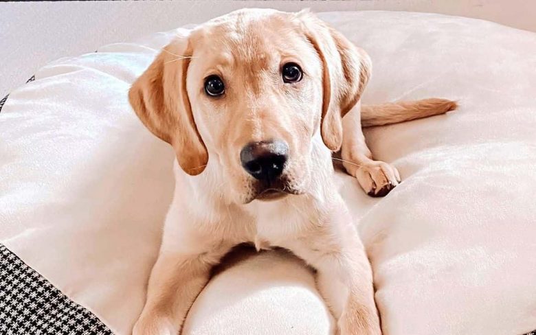 Yellow Labrador Retriever lying on his cozy bed