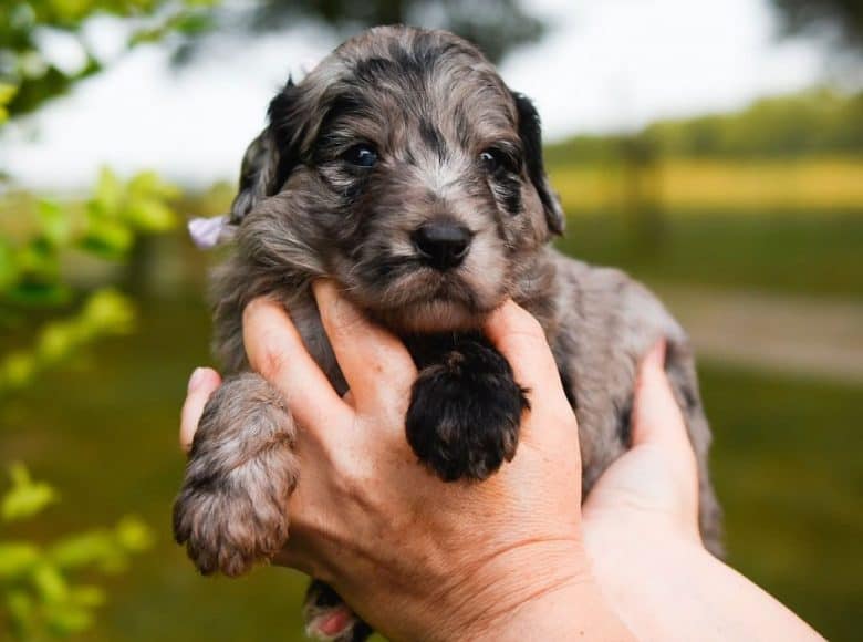 Bordoodle puppy