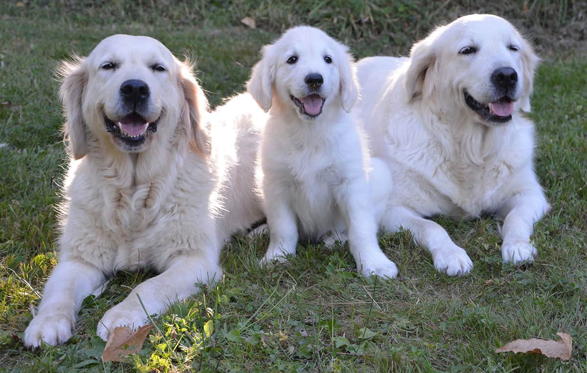 Is the English Cream Golden Retriever the better Goldie? K9 