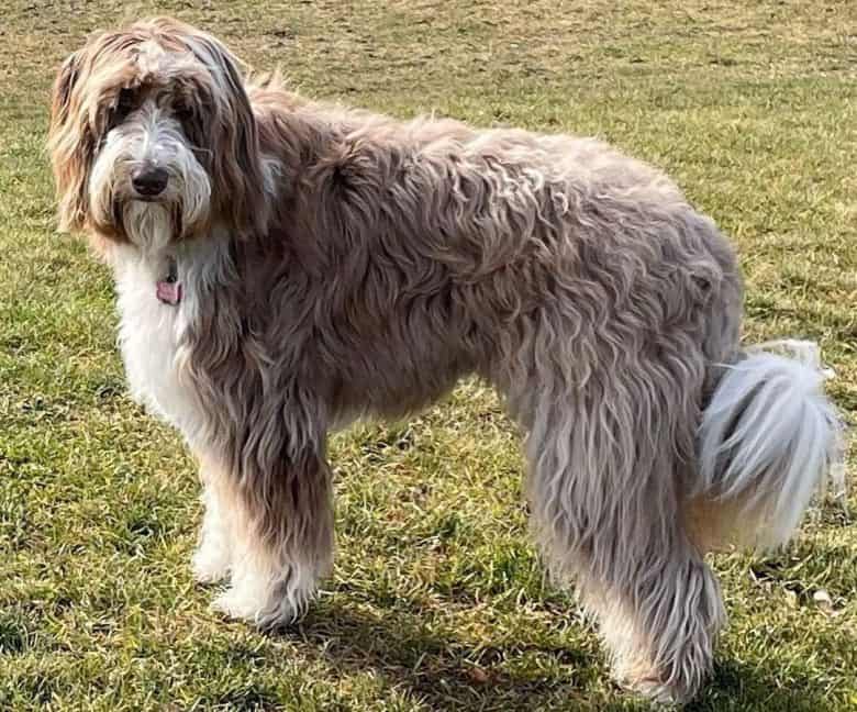 Adult Borderdoodle dog