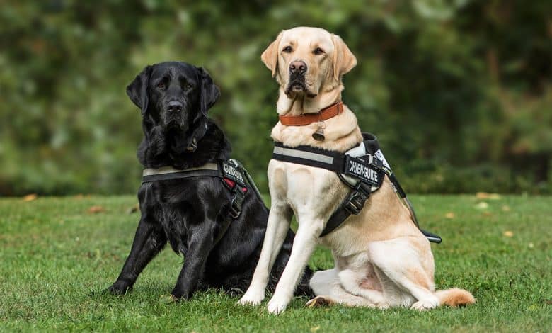 Two Labrador Retrievers sitting in the grass