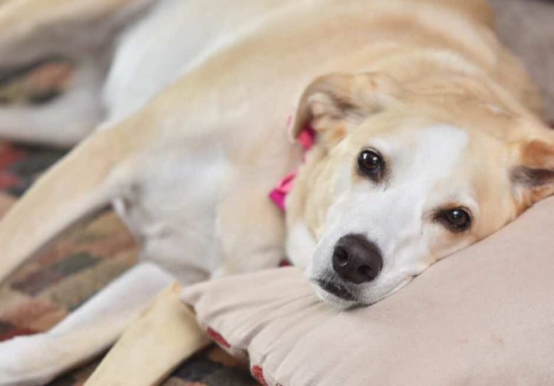 Lazy Afador mix dog lying on her bed