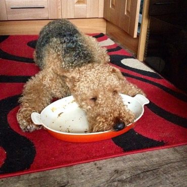 Airedale Terrier eating his meal