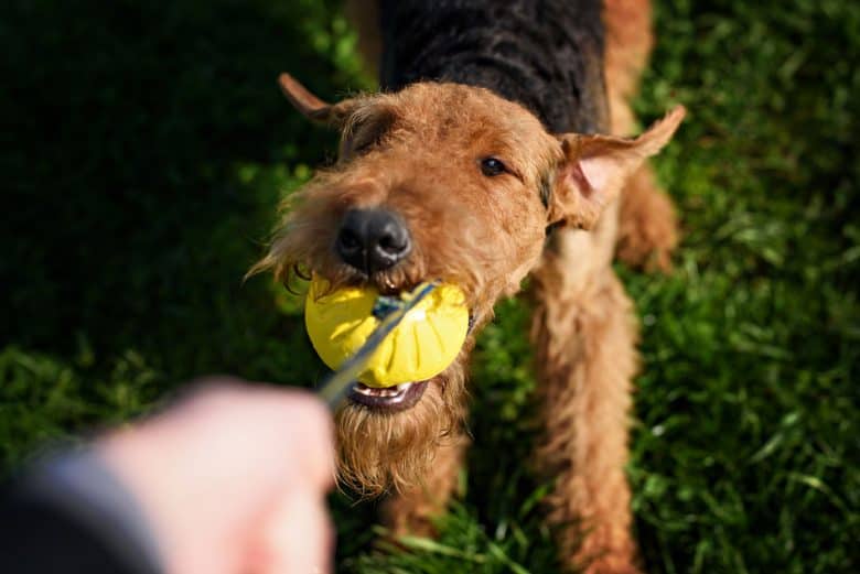 Airedale Terrier playing a ball