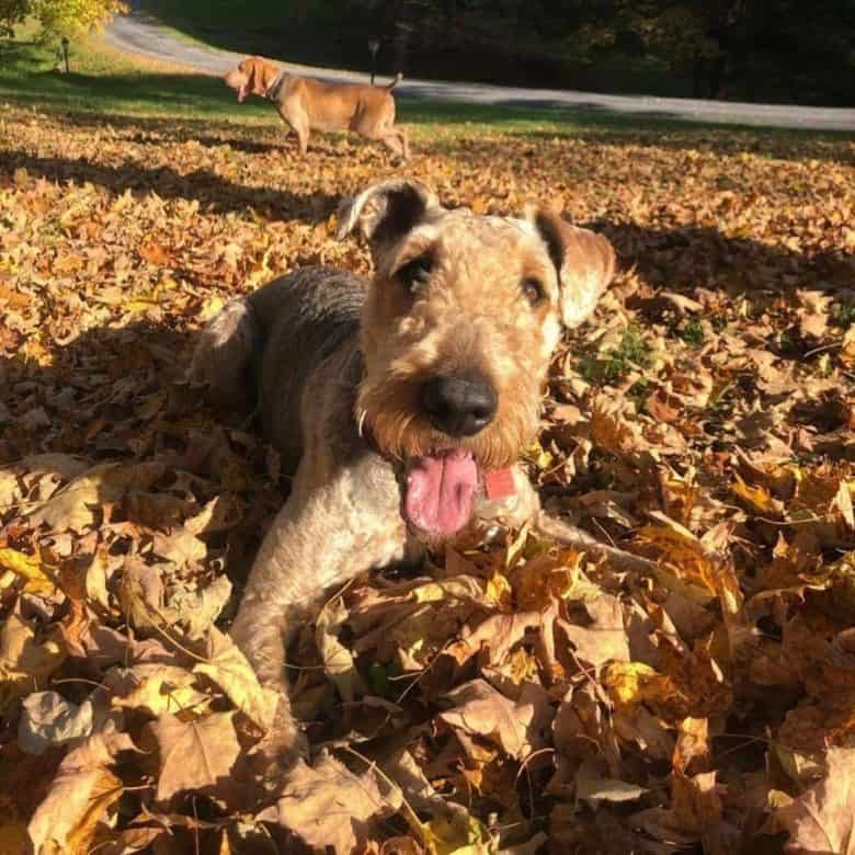 Airedale Terrier playing in the fallen leaves
