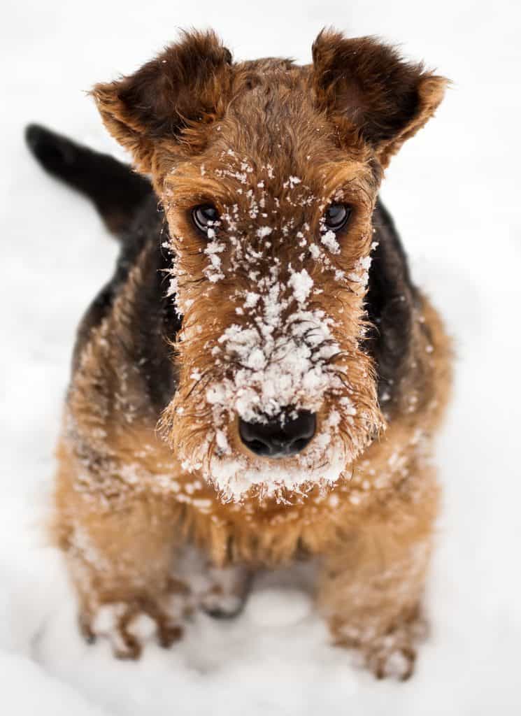 Airedale Terrier sitting at snow