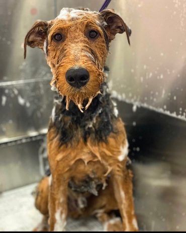 Airedale Terrier taking a bath