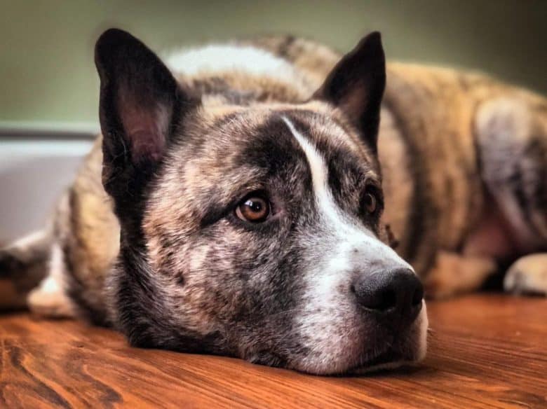 Akita Husky mix
