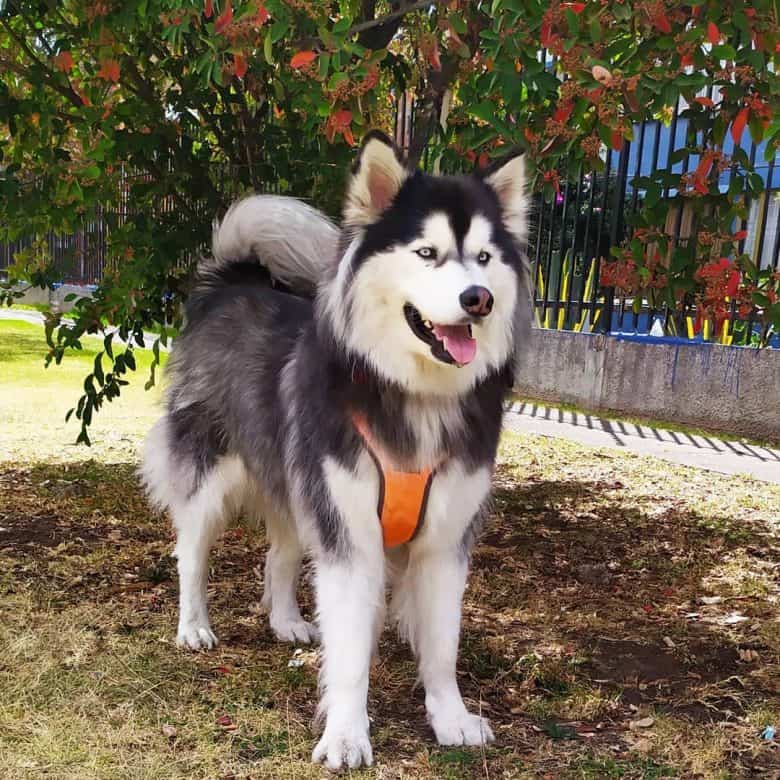 Alaskan Husky mix dog