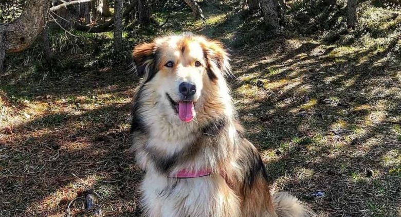 Fluffy Alaskan Malador mix dog in the woods