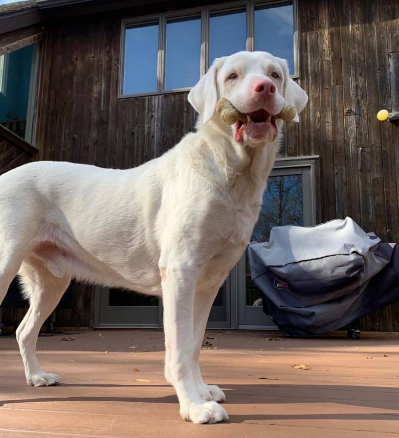 https://www.k9web.com/wp-content/uploads/2020/12/albino-lab-chewing-bone-780x857.jpg