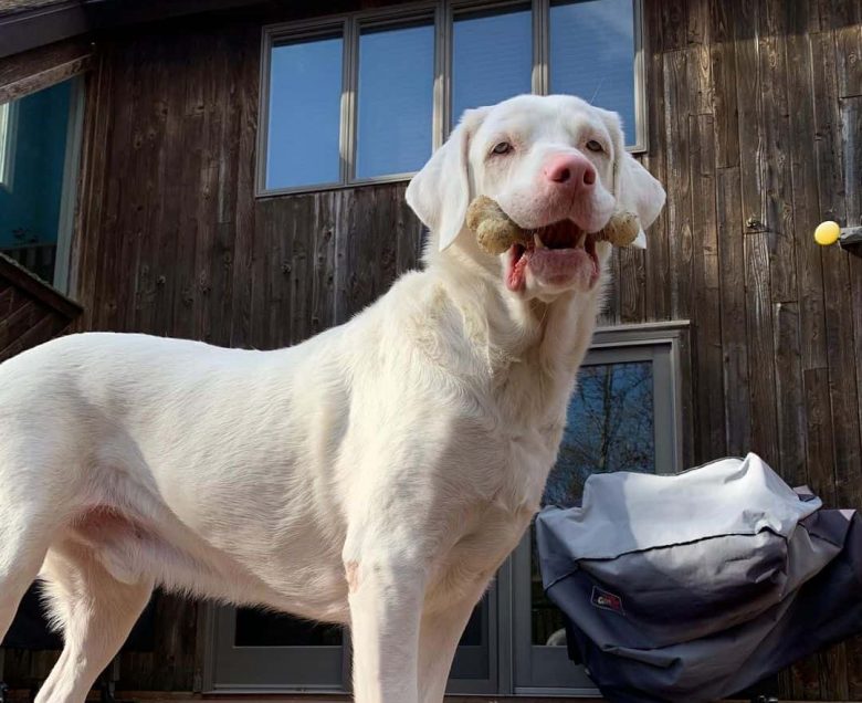 Albino Labrador chewing bone