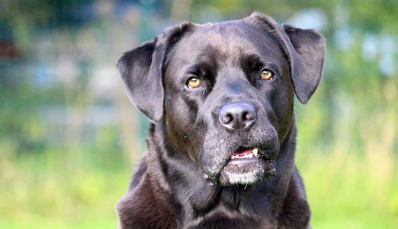 American Bullador mix dog portrait