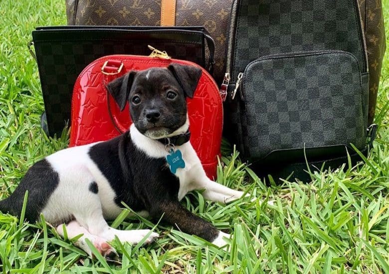American Bulldog Chihuahua mix
