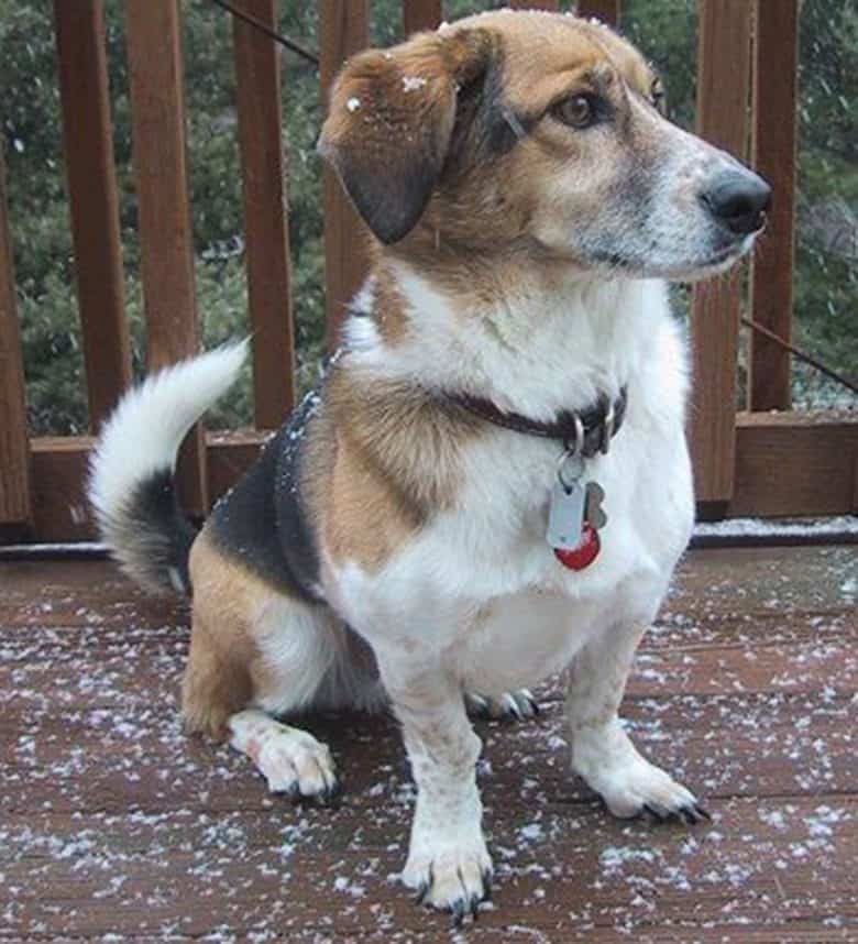 American Eskimo and Basset Hound mix