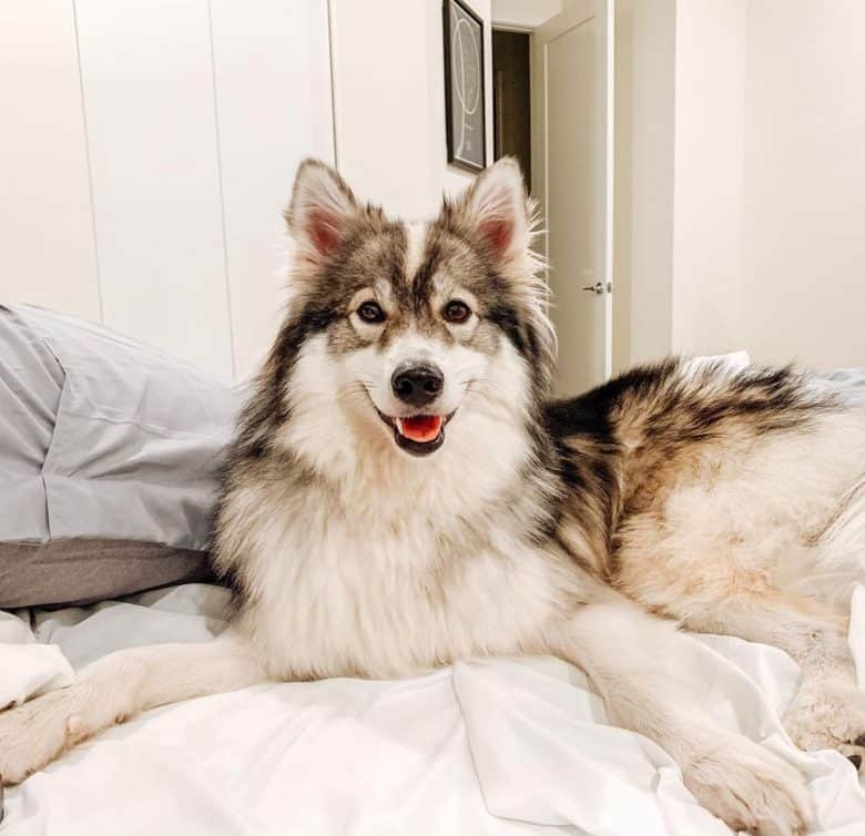 American Eskimo Dog Husky mix