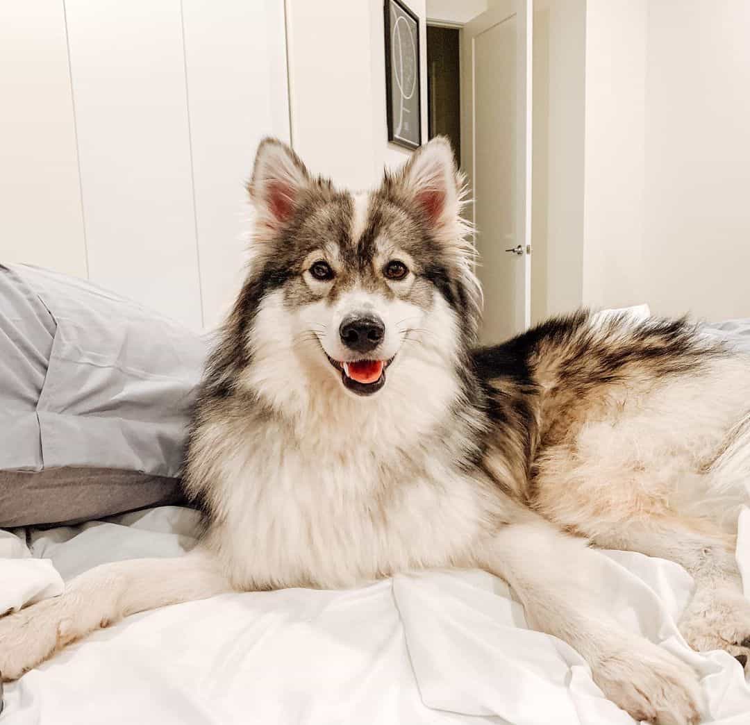 35 of the Best Husky mixes you need to meet K9 