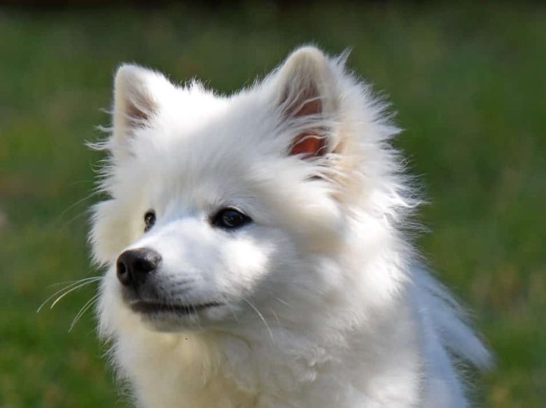 American Eskimo dog portrait