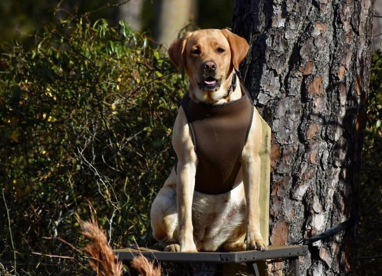 American Labrador in duck hunting