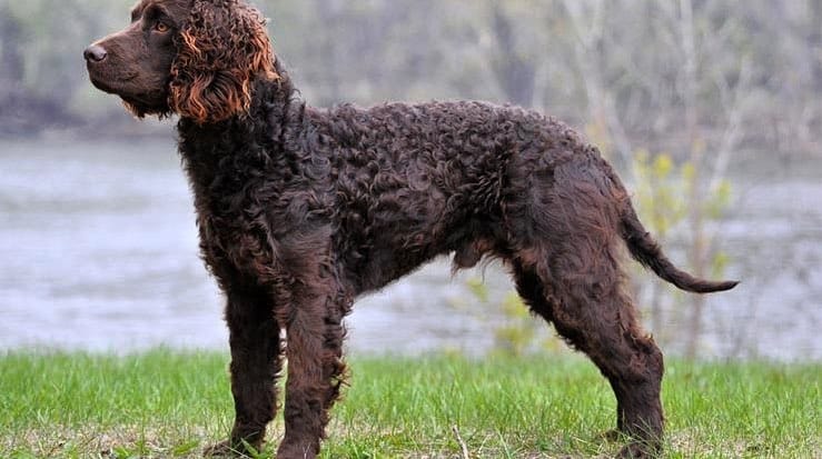 Side view of American Water Spaniel dog