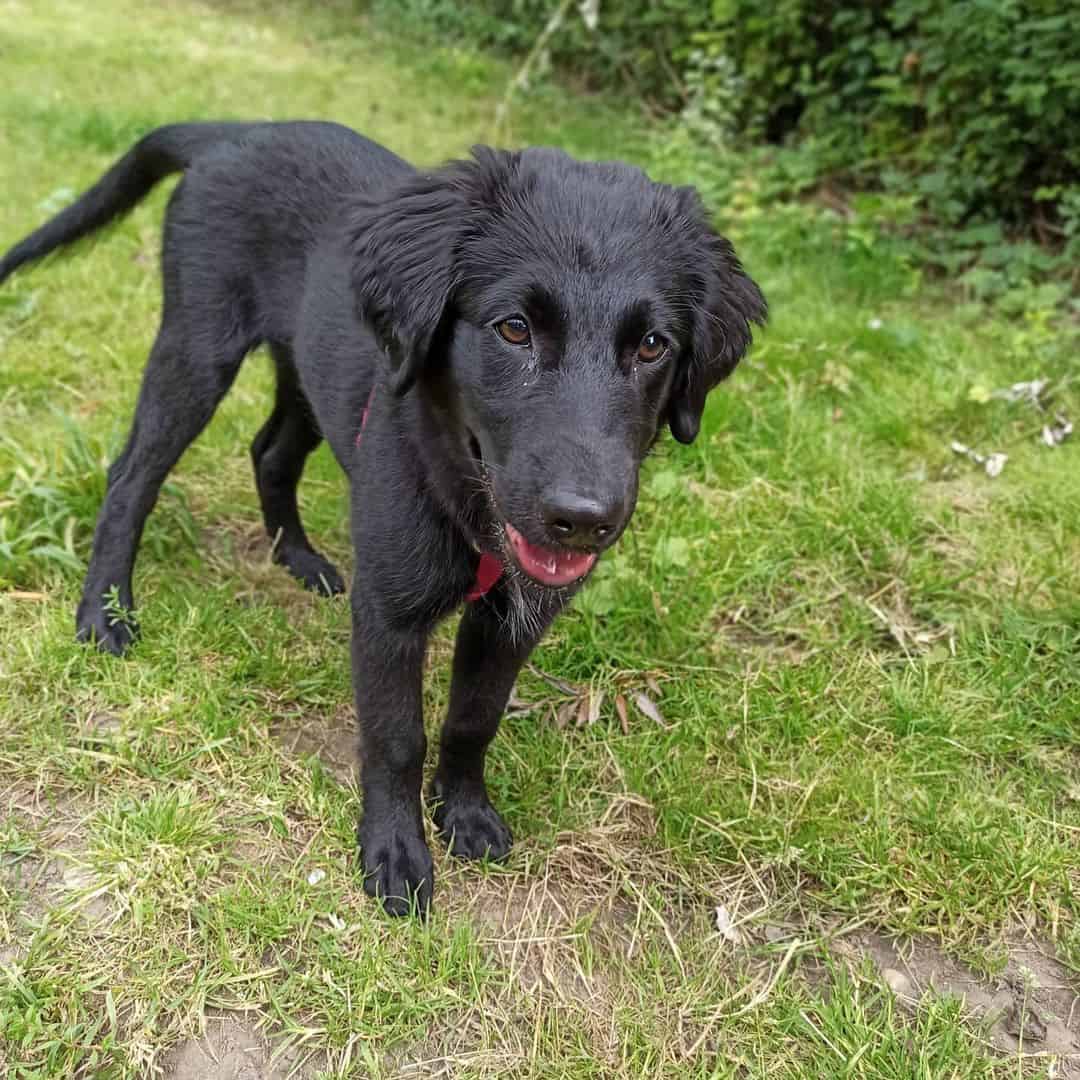 Is the FlatCoated Retriever the right canine companion for you? K9 