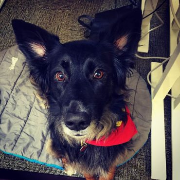 German Shepherd Australian Shepherd mix with a charming face