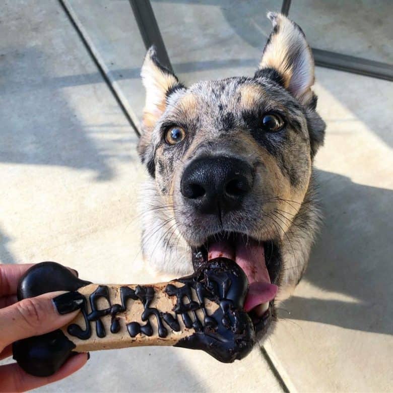 German Shepherd Australian Shepherd mix eating cookie