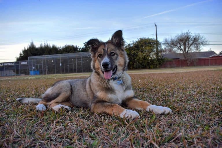 Australian Shepherd German Shepherd mix The best dog? K9 