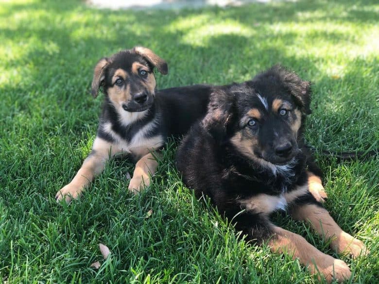 Australian Shepherd German Shepherd Mix The Best Dog K9 Web