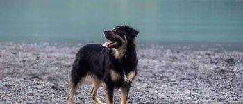 Australian Shepherd German Shepherd mix near the lake