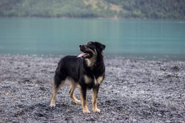 Australian Shepherd German Shepherd mix near the lake
