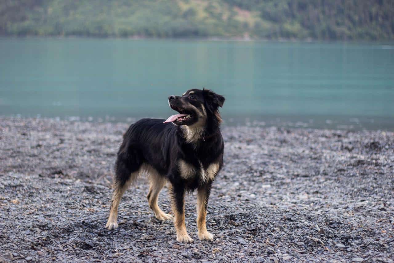 Australian Shepherd German Shepherd Mix The Best Dog K9 Web