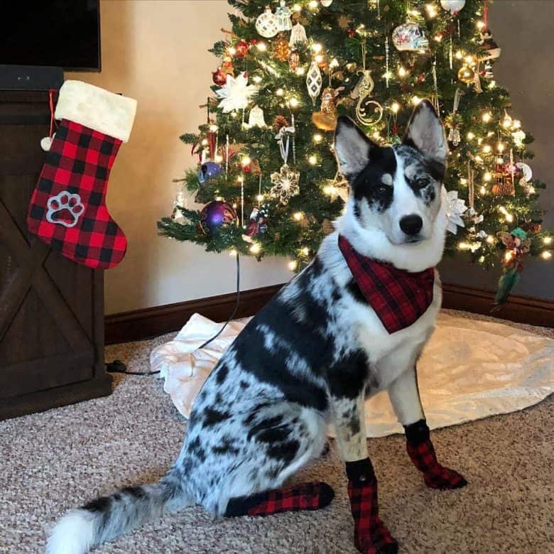 Australian Shepherd Husky mix