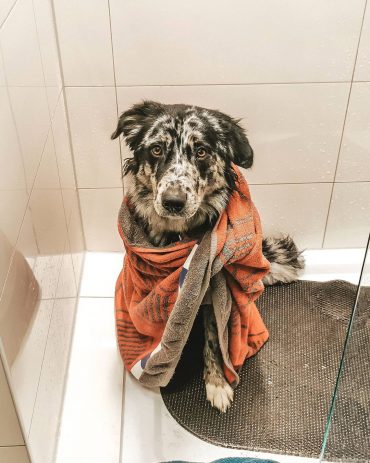 Australian Shepherd Husky mix after bathing