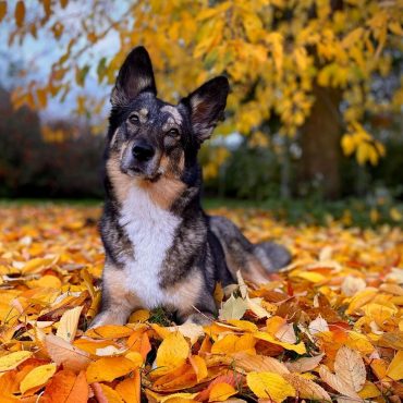 Australian Shepherd Husky mix dog in golden autumn