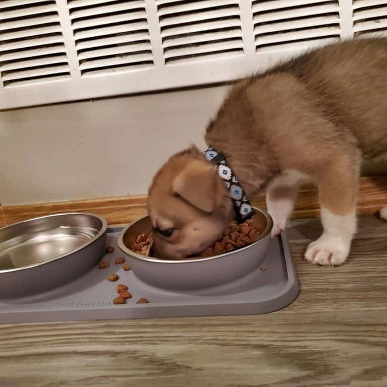 Australian Shepherd Husky mix eating their meal
