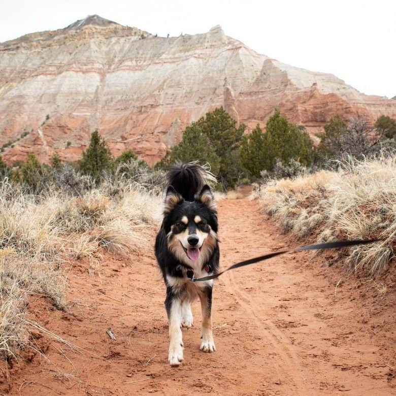Australian Shepherd Husky mix hiking