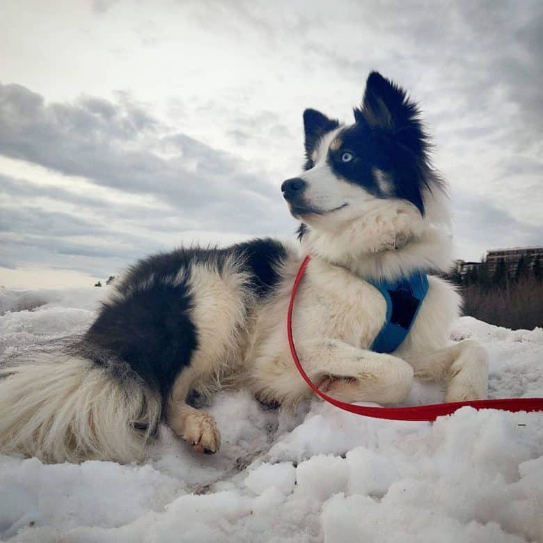 Australian Shepherd Husky mix lying in snow
