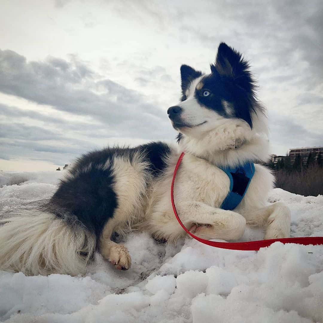Хаски и бочка