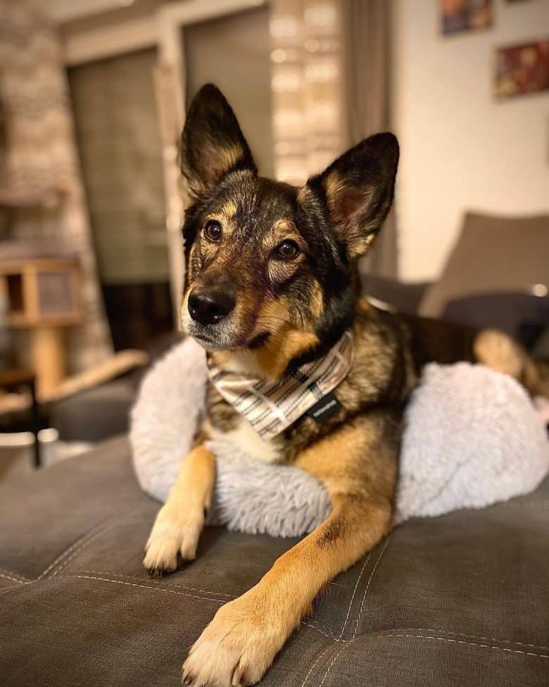 Australian Shepherd Husky mix sitting on bed