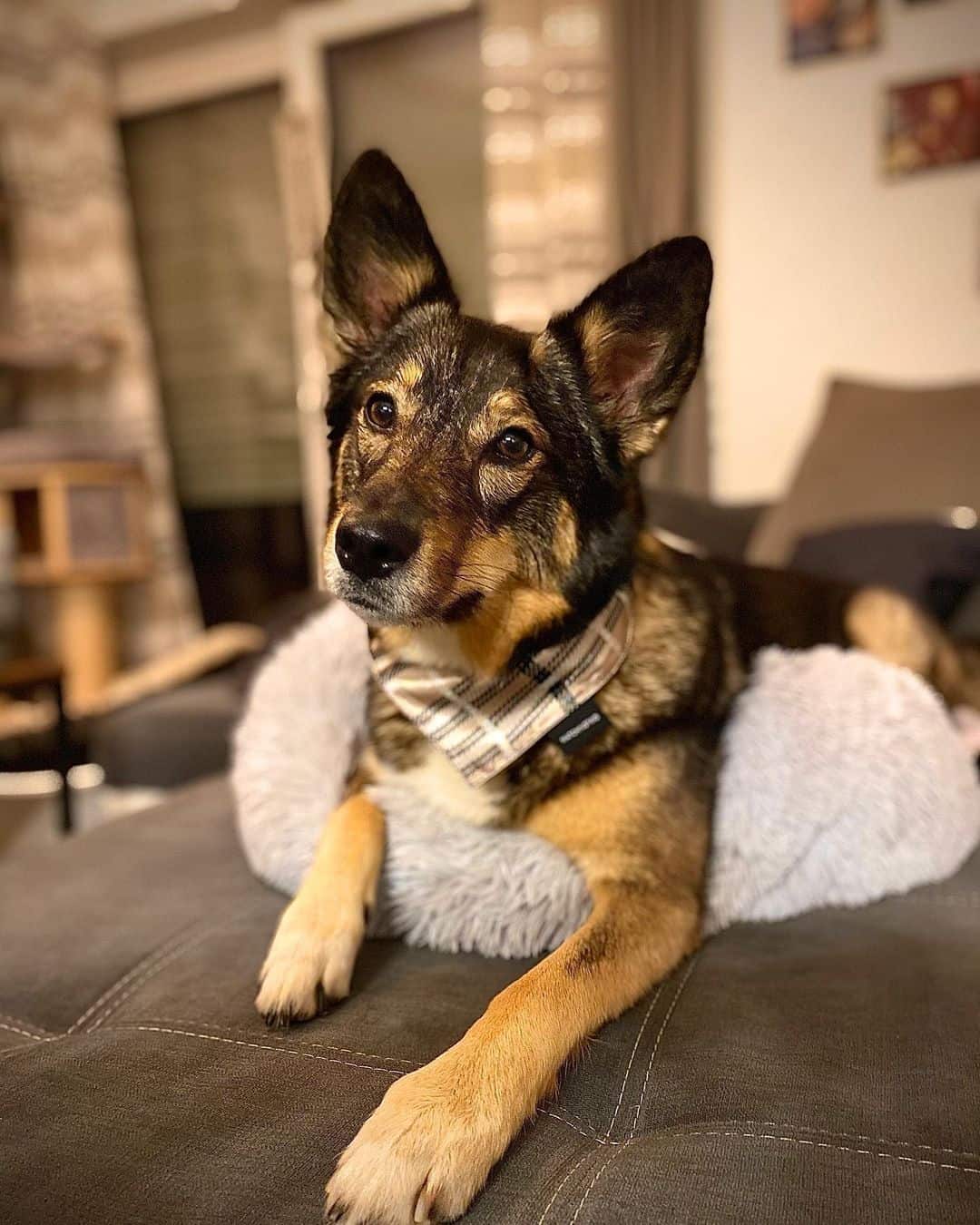 Is‌ ‌an‌ ‌Australian‌ ‌Shepherd‌ ‌Husky‌ ‌mix‌ ‌the‌ ‌right‌ ‌dog‌ ‌for‌ ‌you?‌ K9 Web