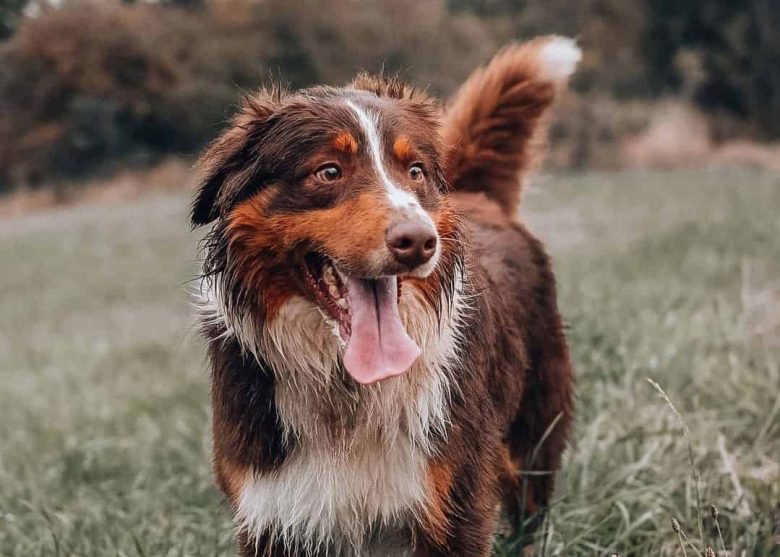 Portrait of an Aussiedor mix dog