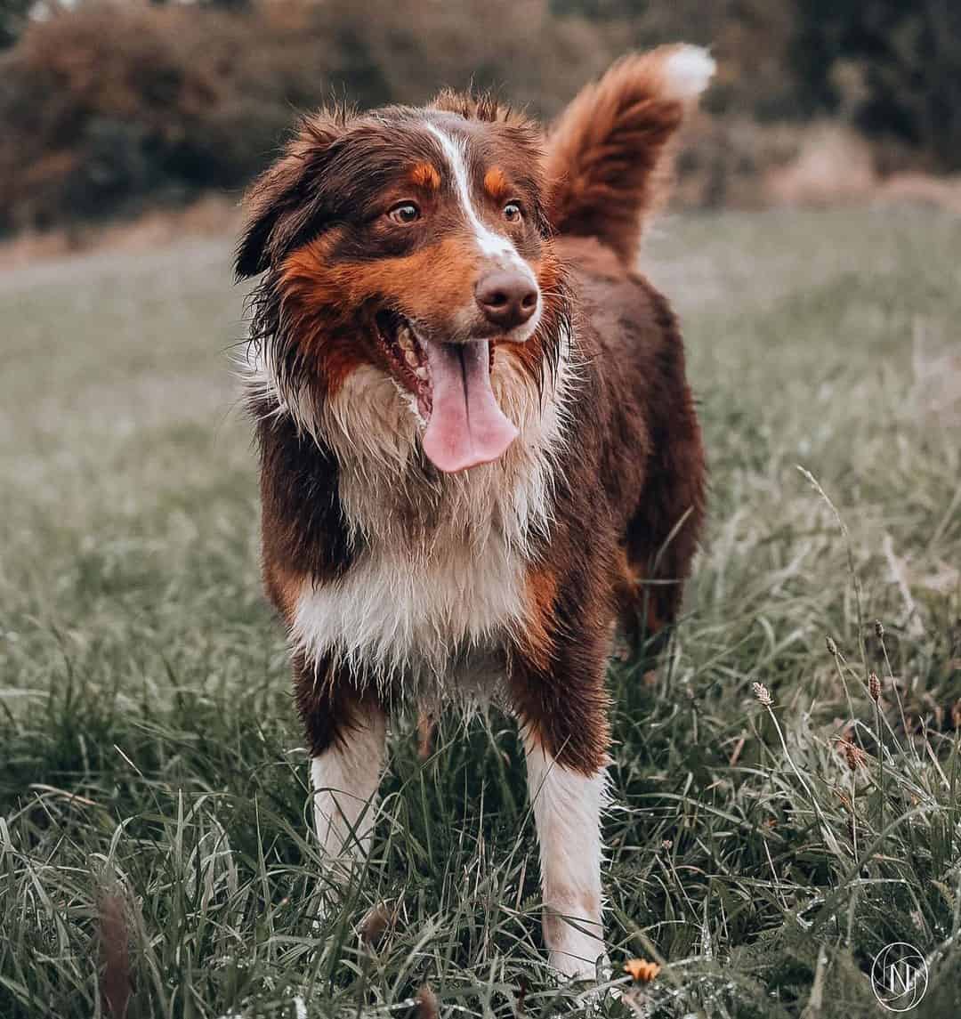 Top 95+ Wallpaper Pictures Of Australian Shepherd Lab Mix Latest