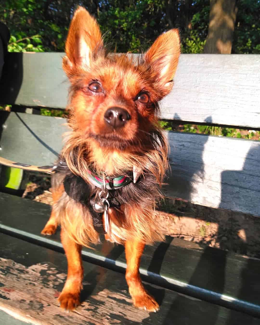 Dog Breed 101 The small yet brave Australian Terrier K9 Web