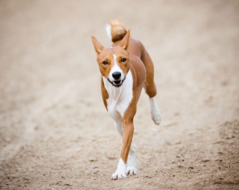 Basenji dog running