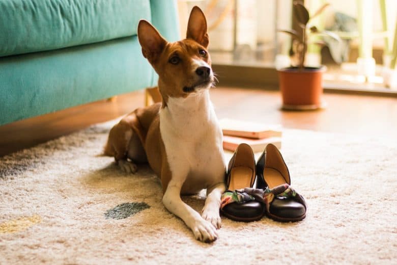 Basenji waiting for food