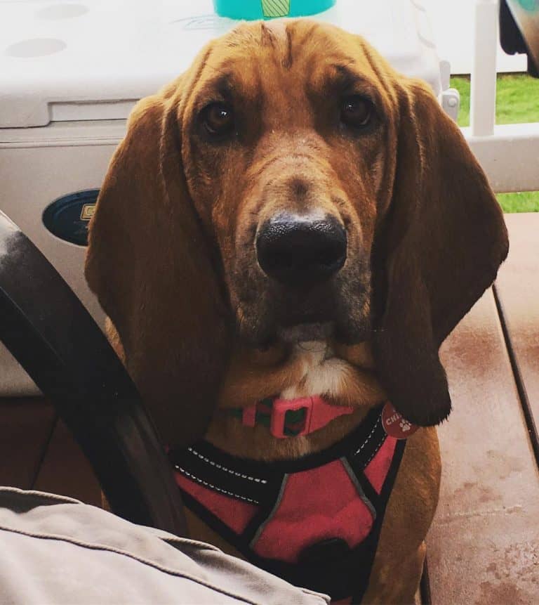 36 Basset Hound Mixes to Fall in Love with Right Now K9 