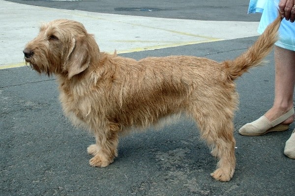 Basset Fauve de Bretagne side view pose