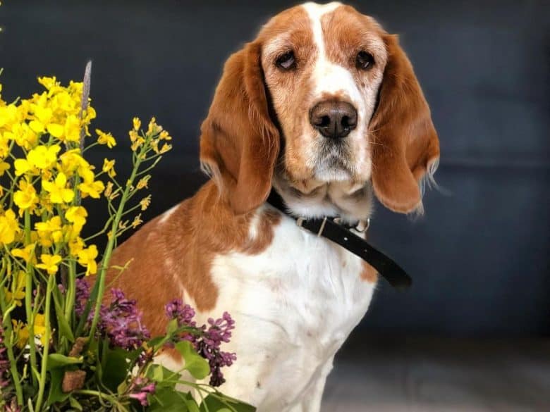Basset Hound and American Cocker Spaniel mix