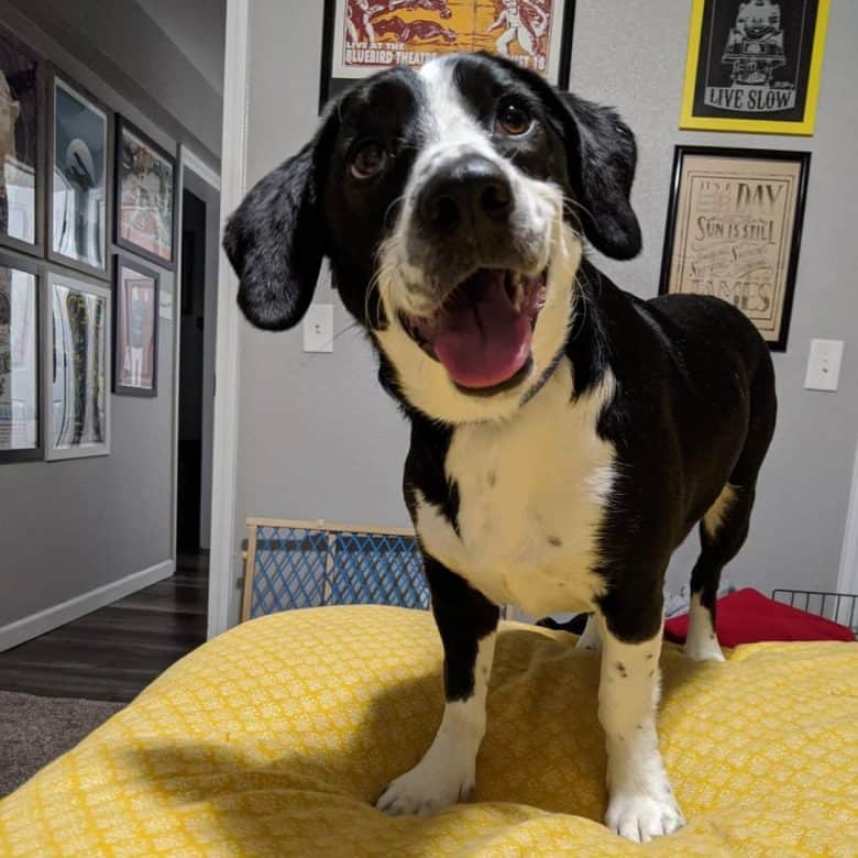 Basset Hound and Australian Shepherd mix